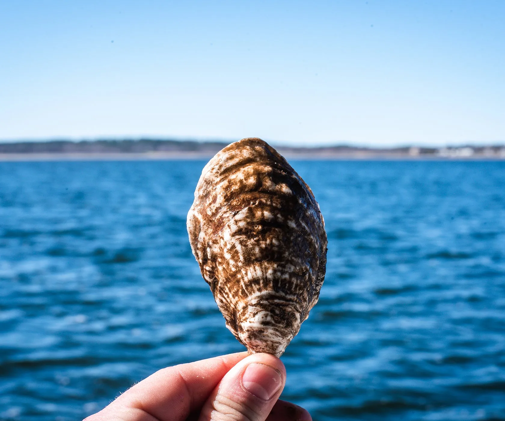 Edgewater Oysters From Buzzards Bay, MA