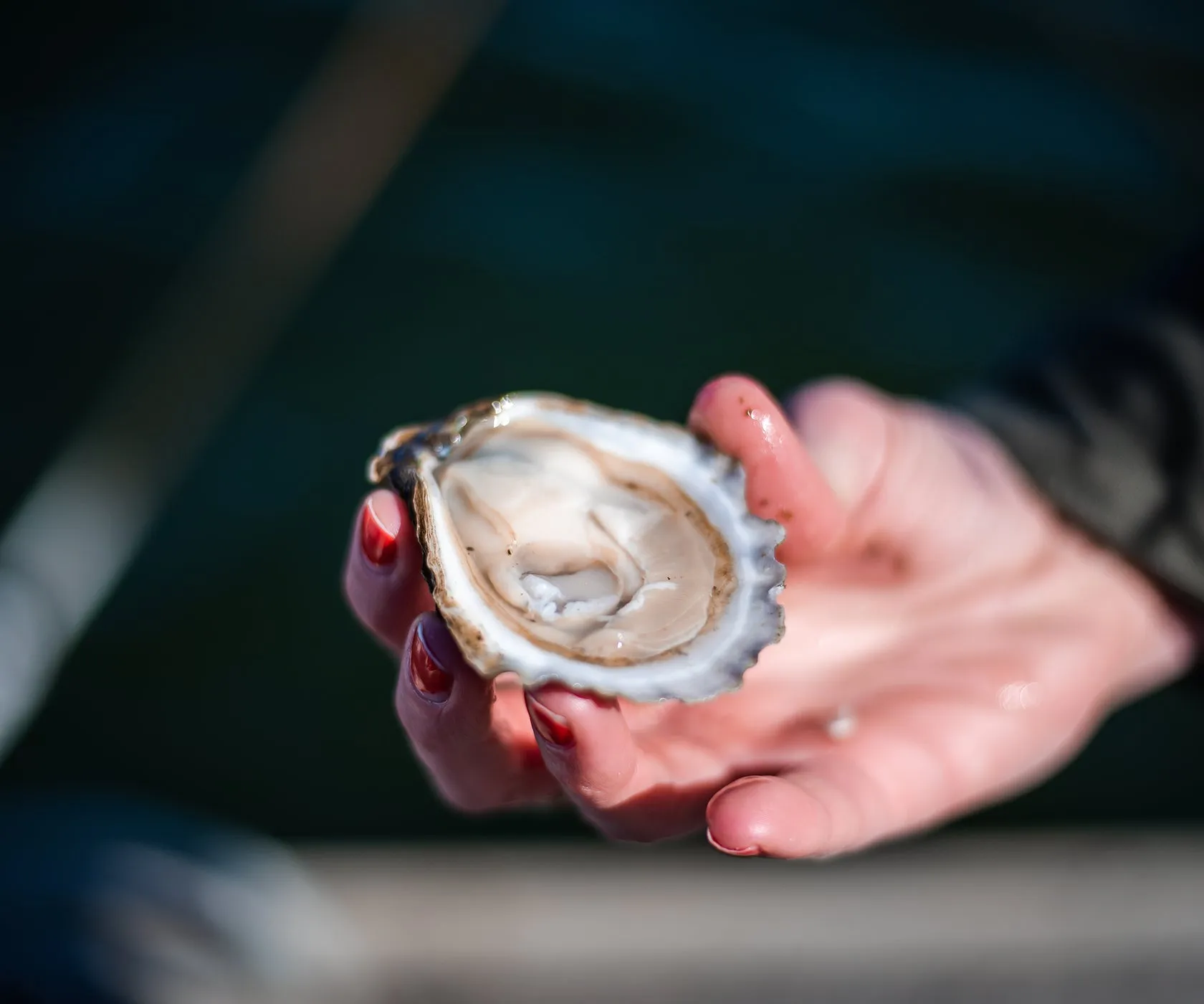 Edgewater Oysters From Buzzards Bay, MA