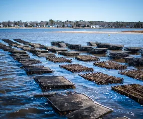 Edgewater Oysters From Buzzards Bay, MA