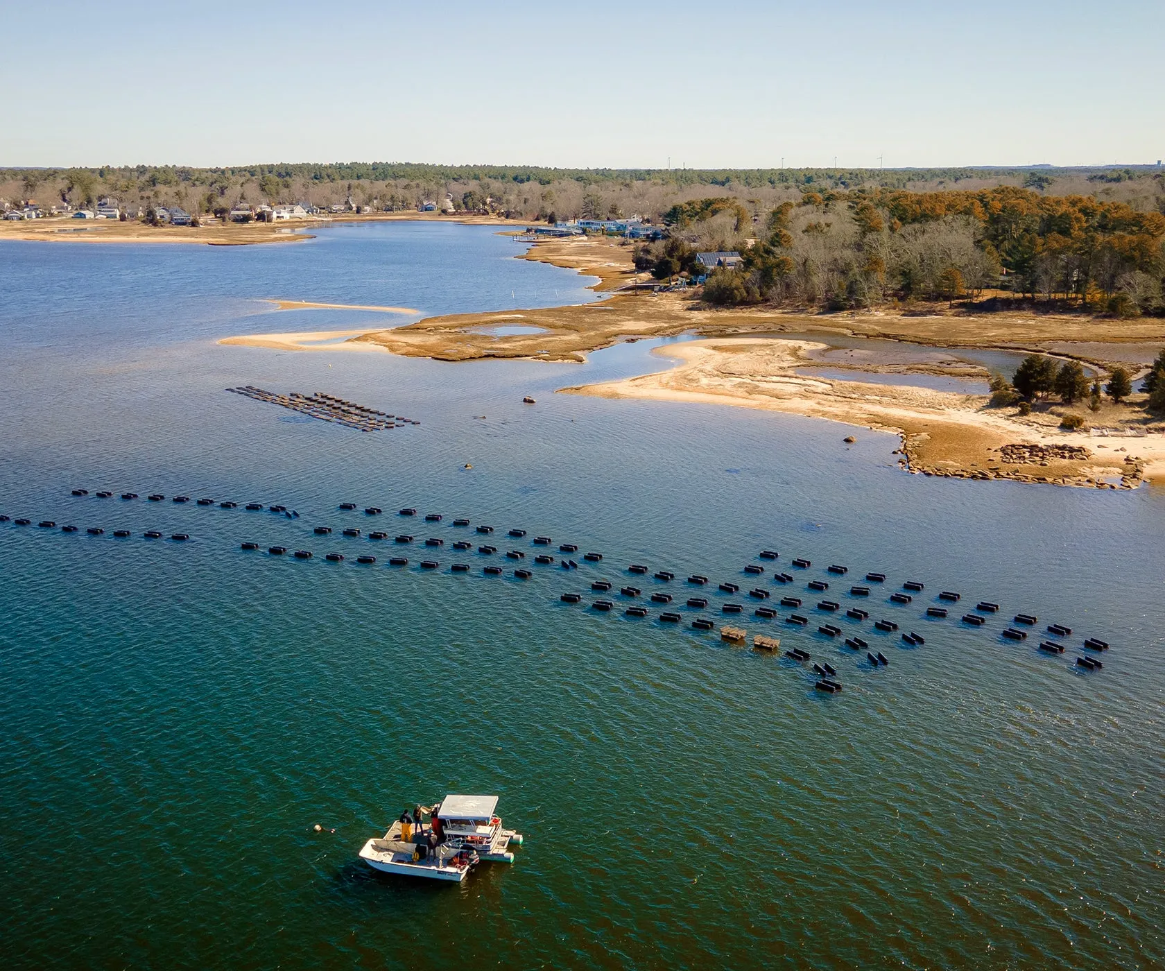 Edgewater Oysters From Buzzards Bay, MA